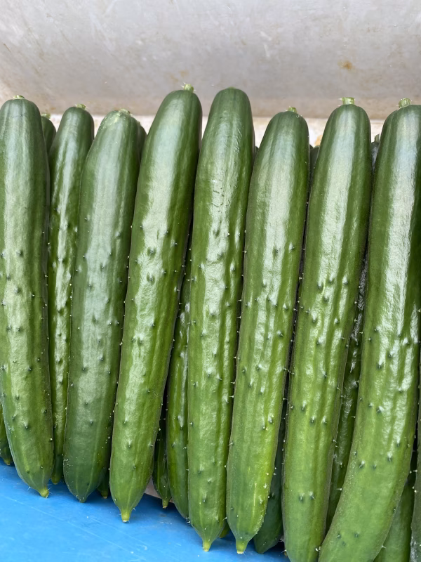お得な夏価格！新鮮朝採り真っ直ぐきゅうり1.5kgまたは2kgつやつや美味しい