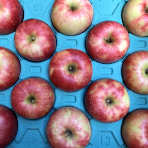 葉とらず　ジョナゴールド