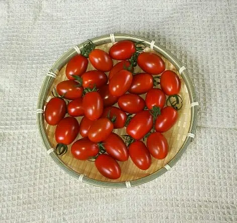 ＪＡＳ認証・有機栽培の完熟トマト５個とミニトマト「アイコ」500ｇの