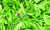 香り緑茶【花のような甘い香り】『花ここち』リーフ 30ｇ
