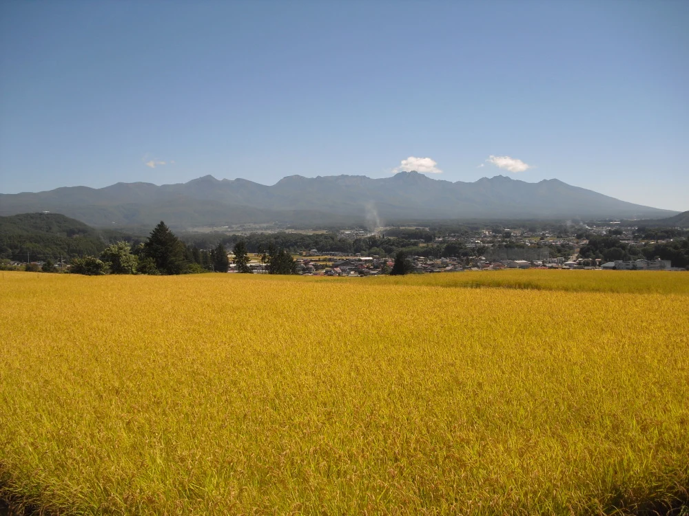 【ご購入プレゼント実施中】令和4年　長野県産五百川「信州茅野　米沢吉田米」