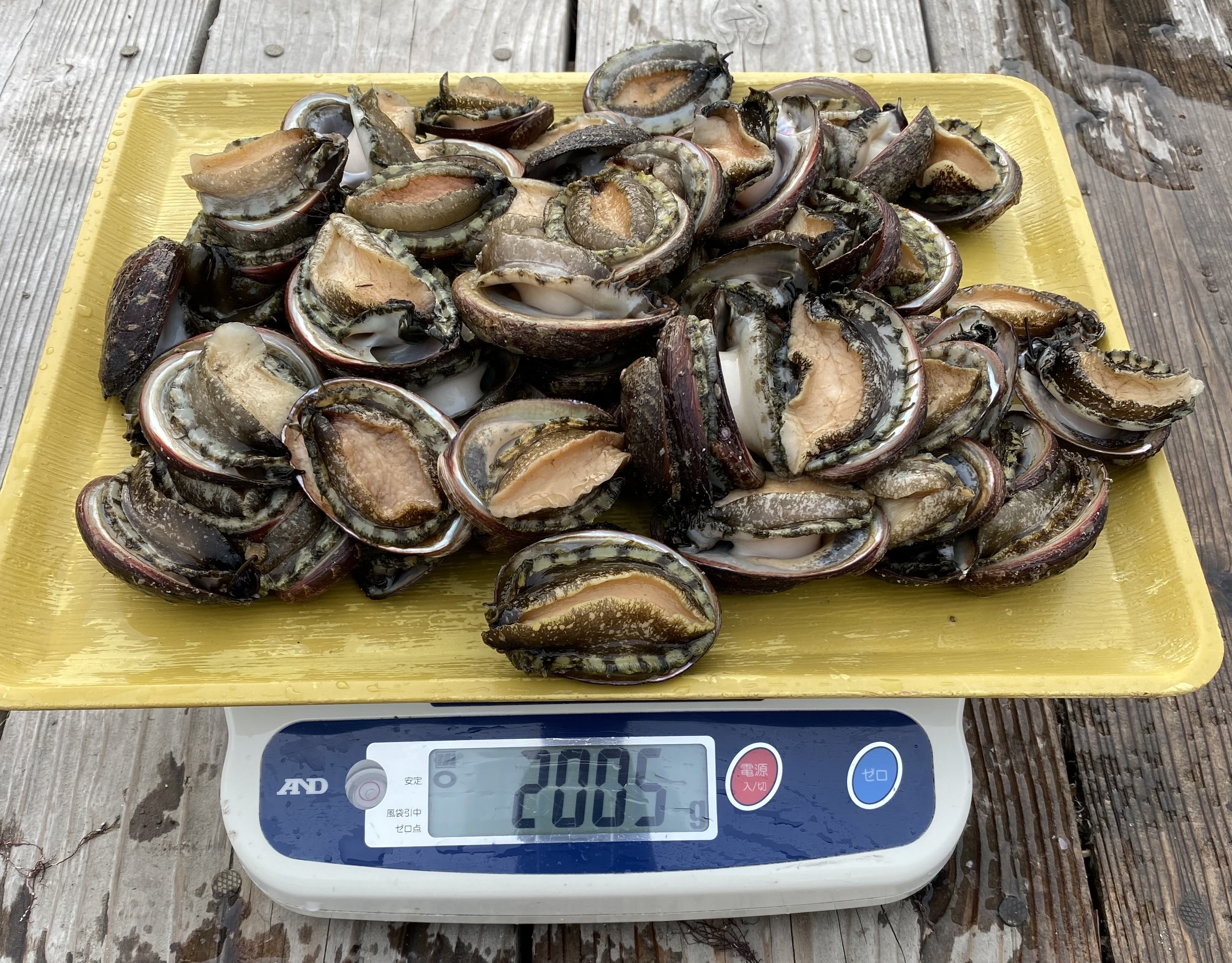 漁師直送！天然活トコブシ1キロ とこぶし ナガレコ ながれこ