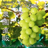 【山梨県産】シャインマスカット(種無し)