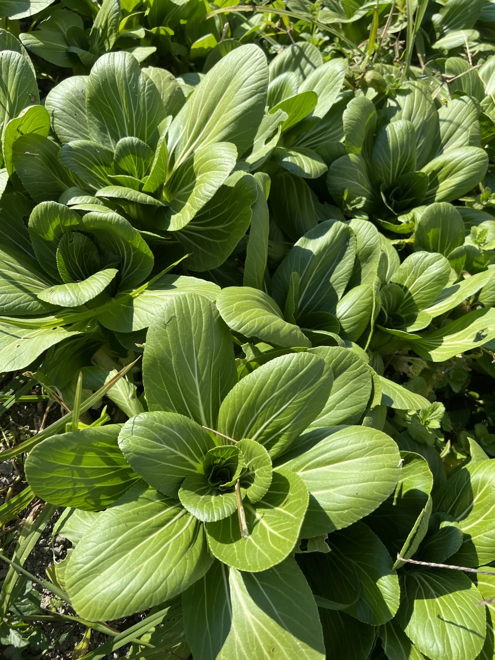 中国野菜・ミニ青梗菜