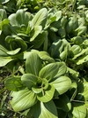 中国野菜・ミニ青梗菜