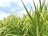 イセヒカリ有機玄米～オーガニックが当たり前の未来に～