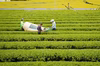 令和４年新茶❗️そのぎ玉緑茶  茶縁  つゆひかり（化粧箱なし）