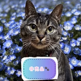 伊達マサムねこ