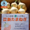 希少な淡路島の新玉ねぎ！