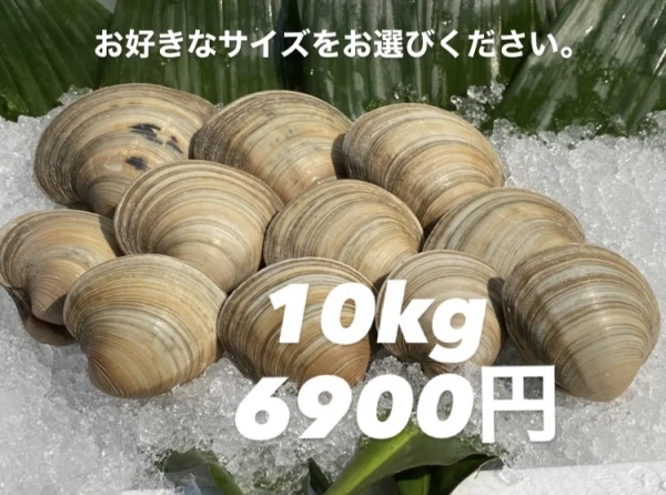 ホンビノス貝【10kg】