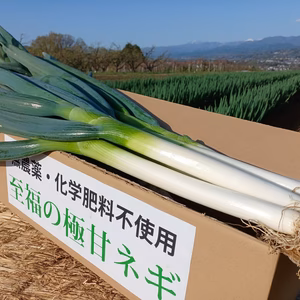 ✅鍋・すきやき用【極太2L／超極太3L特売❗❗】✅至福の極甘ネギ✅増量中❗️
