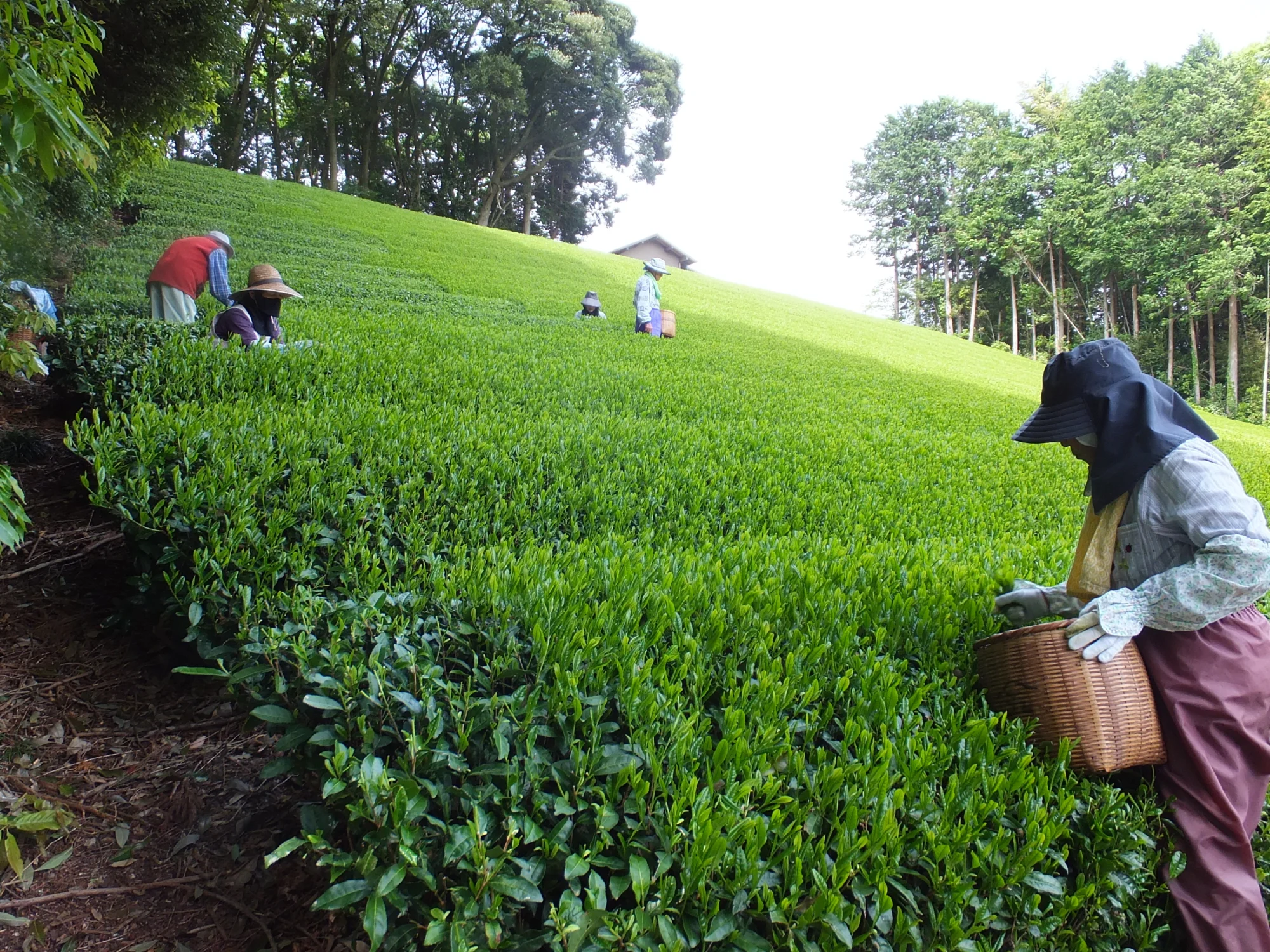 いろんな風味を味わいたいな???? 令和4年の新茶 のたしなみ | 農家漁師から産地直送の通販 ポケットマルシェ