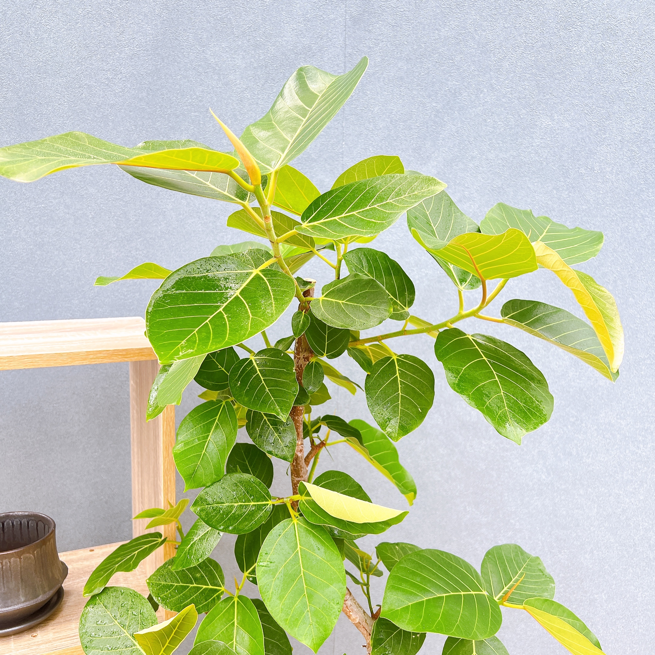 在庫販売】 フィカス ゴムの木 グランディス ブラウン 曲がり