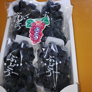 マスカット・ベリーＡ　約２ｋｇ（４～５房）