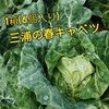 【今が旬！】三浦の春キャベツ(1箱6個入り)