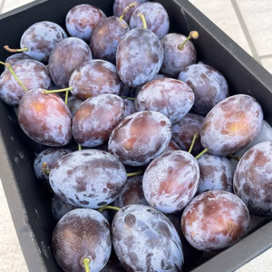 【青森県産】シュガープルーン約1・2キロ