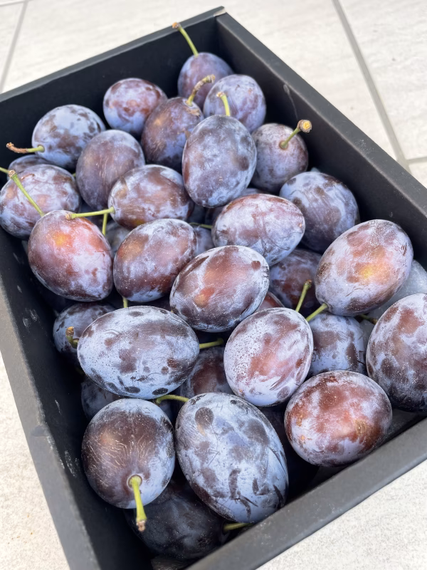 【青森県産】シュガープルーン約1・2キロ