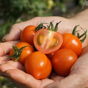 「香る」よしよしトマト（中玉トマト）【CF華小町】