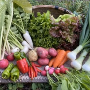 おまかせ野菜セット(送料無料、4〜5名様用、季節野菜10〜12種類)