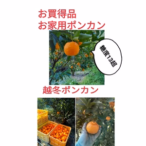 お買得品セール（お家用）【越冬完熟！】甘くウマい!手で剥けるポンカンみかん