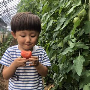 【順次発送:1.5kg】樹上完熟！美味しい桃太郎トマト大きさ色々