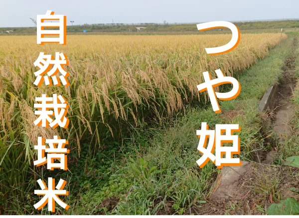 お米の旨味たっぷり自然栽培 ２年産【つや姫白米】５kg
