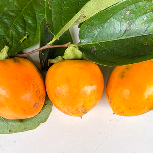 10月20日頃から発送【干し柿用】自然栽培 干し柿用 渋柿 2kg（10個以上）