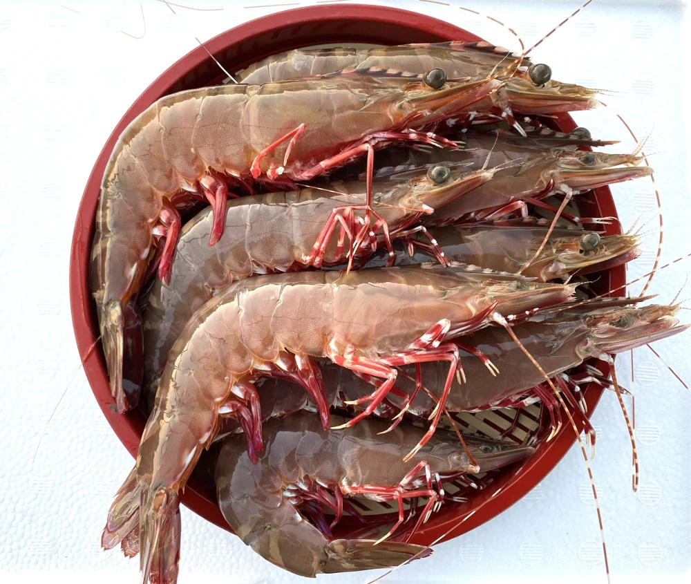 送料一律1000円 紀州雑賀崎 天然アシアカエビ大中1kg