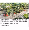 完熟で香り高い！秋田の夏イチゴ＜約150gｘ3パック＞