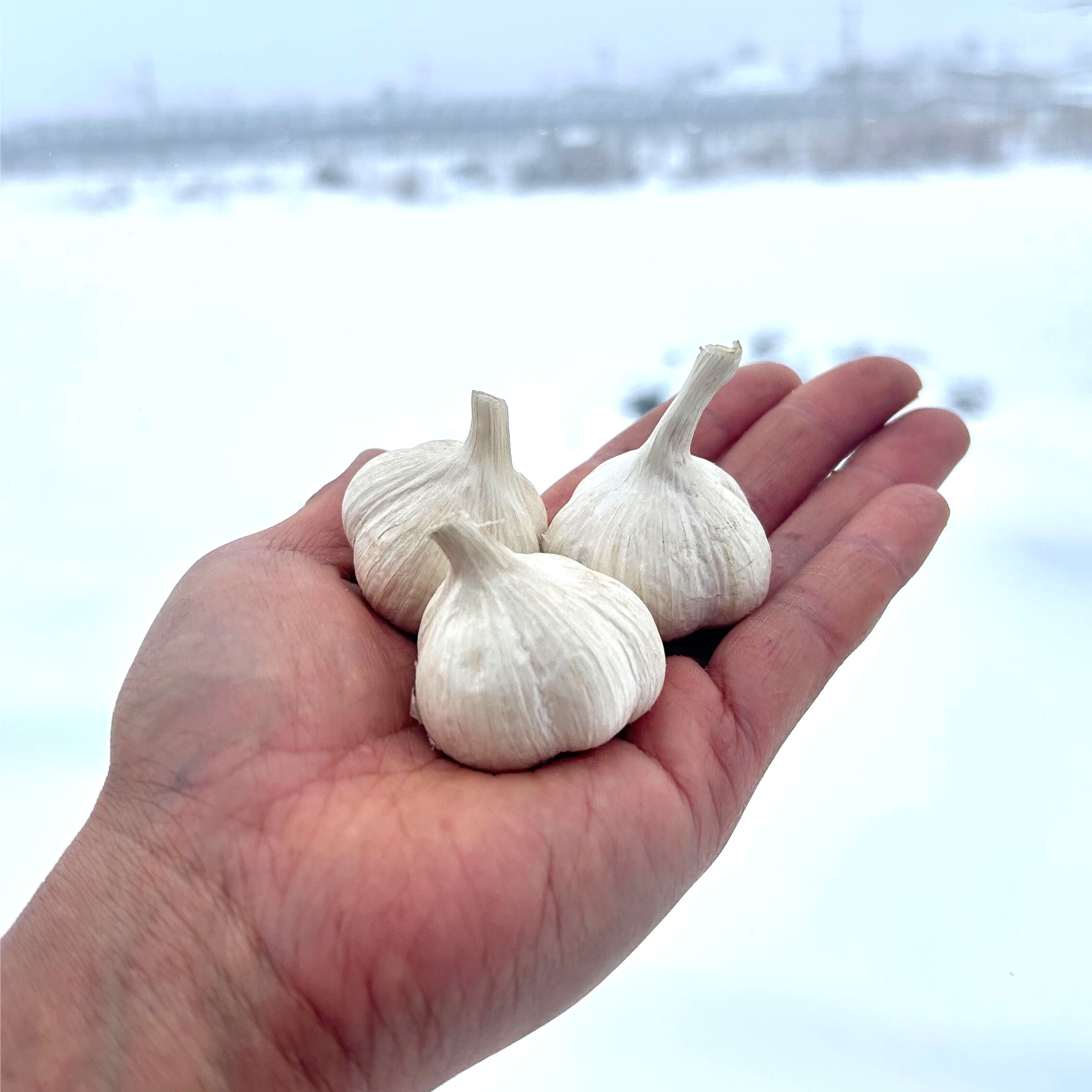 青森県産にんにく むきにんにく 訳あり 小中粒 ５００g - 野菜