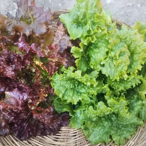 シェア向け！飲食店さん向け！盛り盛り『リーフレタス』