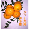 ジュース用伊予柑〜いい予感〜箱込 4キロ