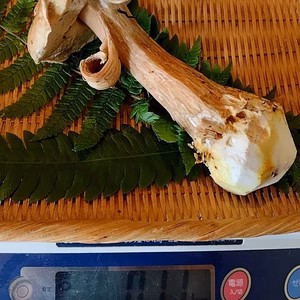 ◆早い者勝ち◆ニセコ産天然生ポルチーニ茸B品
