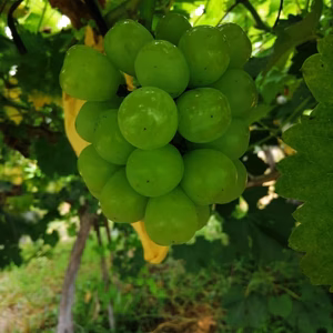 シャインマスカットとニューピオーネミックスセット1キロ