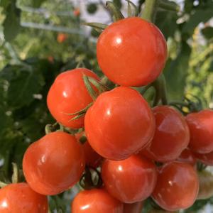 クール便！モリモリ！華クイン！プチぷよ！自慢のフルーツミニトマトセット！3〜5