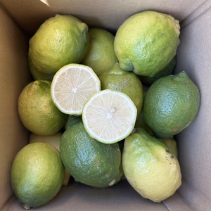 限定　訳あり　国産グリーンレモン 1.5kg