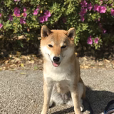 きなこ