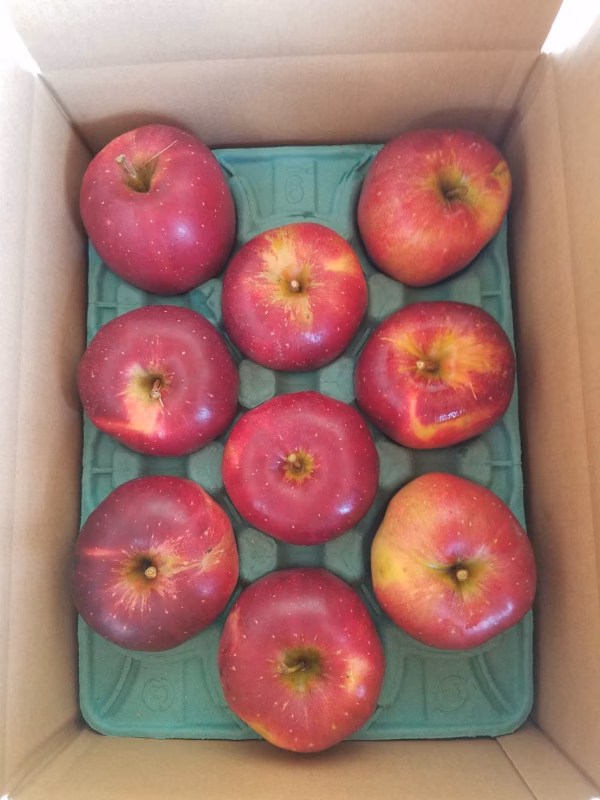 長野県産 赤肉りんご 「炎舞」えんぶ 家庭用 3㎏