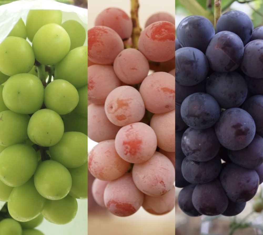 イチオシ】#3色詰合せ #勝沼ぶどう郷産 『シャインマスカット＋2種の