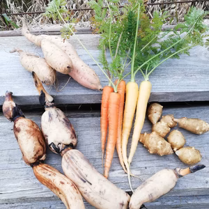 【自然栽培】れんこん入り季節のお任せ野菜セットS