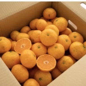 清水果樹園の温州みかん