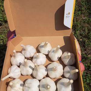 暑さに負けるな❕お買い得❣かまちゃん農園の「ニンニク800ｇ」