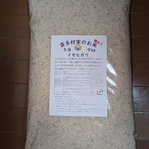 難あり　つやつや、かため！５分づ米9kg　喜多村家のお米　2024年産イセヒカリ