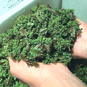 【予約商品】気品ある香り！花山椒20g （京都・美山産 ）