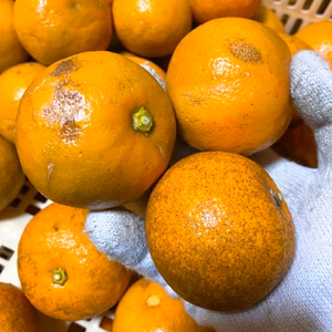 The citrus【Dandy BITTER】