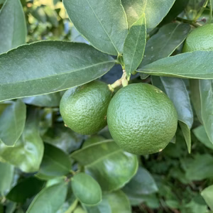 レミ®︎とライムのセット(農薬・除草剤・化学肥料不使用)