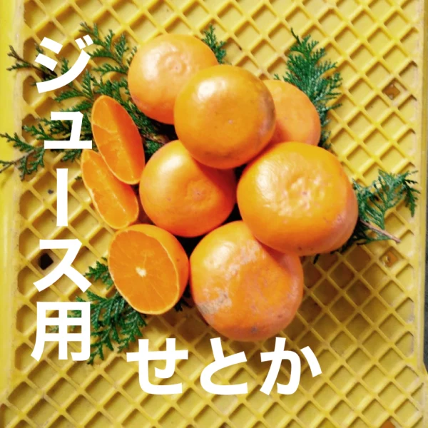 ジュース用せとか no2〜酸味と甘み溢れる柑橘の大トロ〜箱込 4キロ