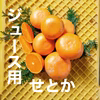 ジュース用せとか no7〜酸味と甘み溢れる柑橘の大トロ〜箱込 4キロ