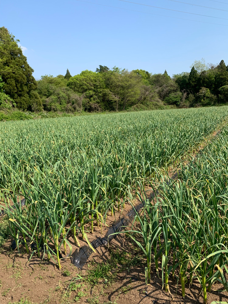 2020年5月の生産現場から[バックナンバー] | 農家漁師から産地直送の