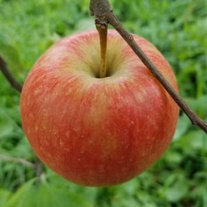 【家庭用】シナノドルチェ 約1.8kg/2.5kg 9月発送#NAD0B018